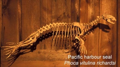 sealskeleton